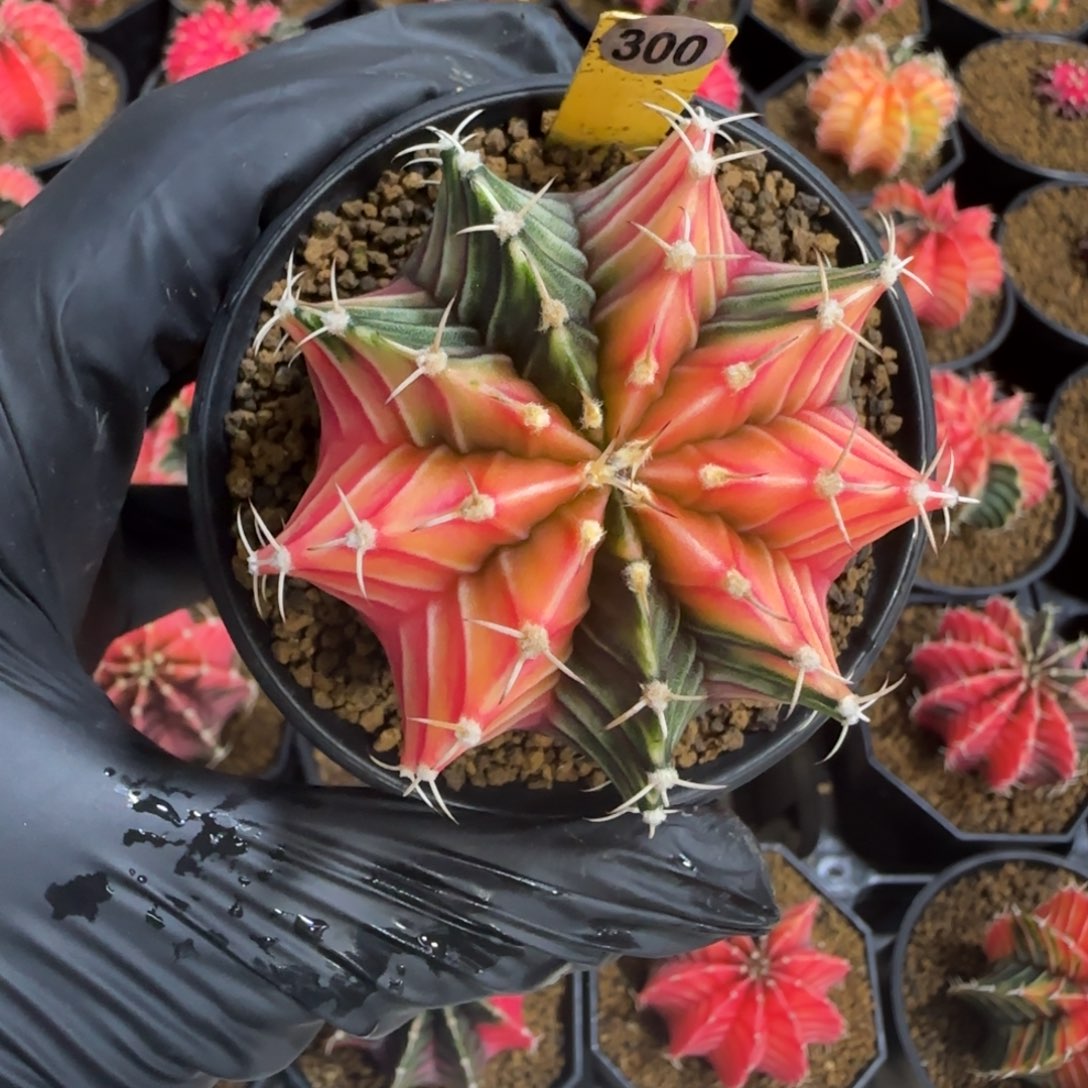 300号泰系实生肋骨锦