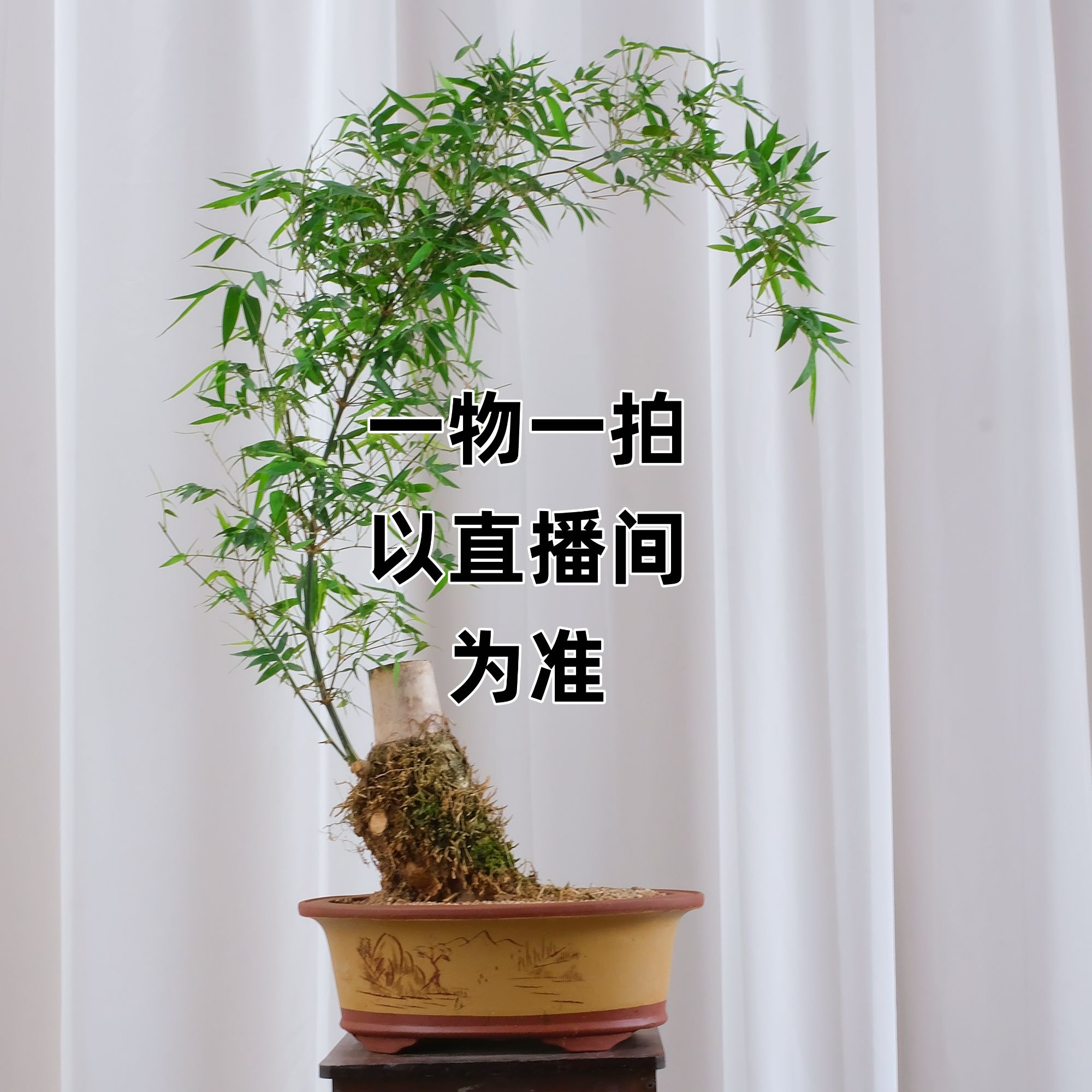 一物一拍盆景链接以直播间为准