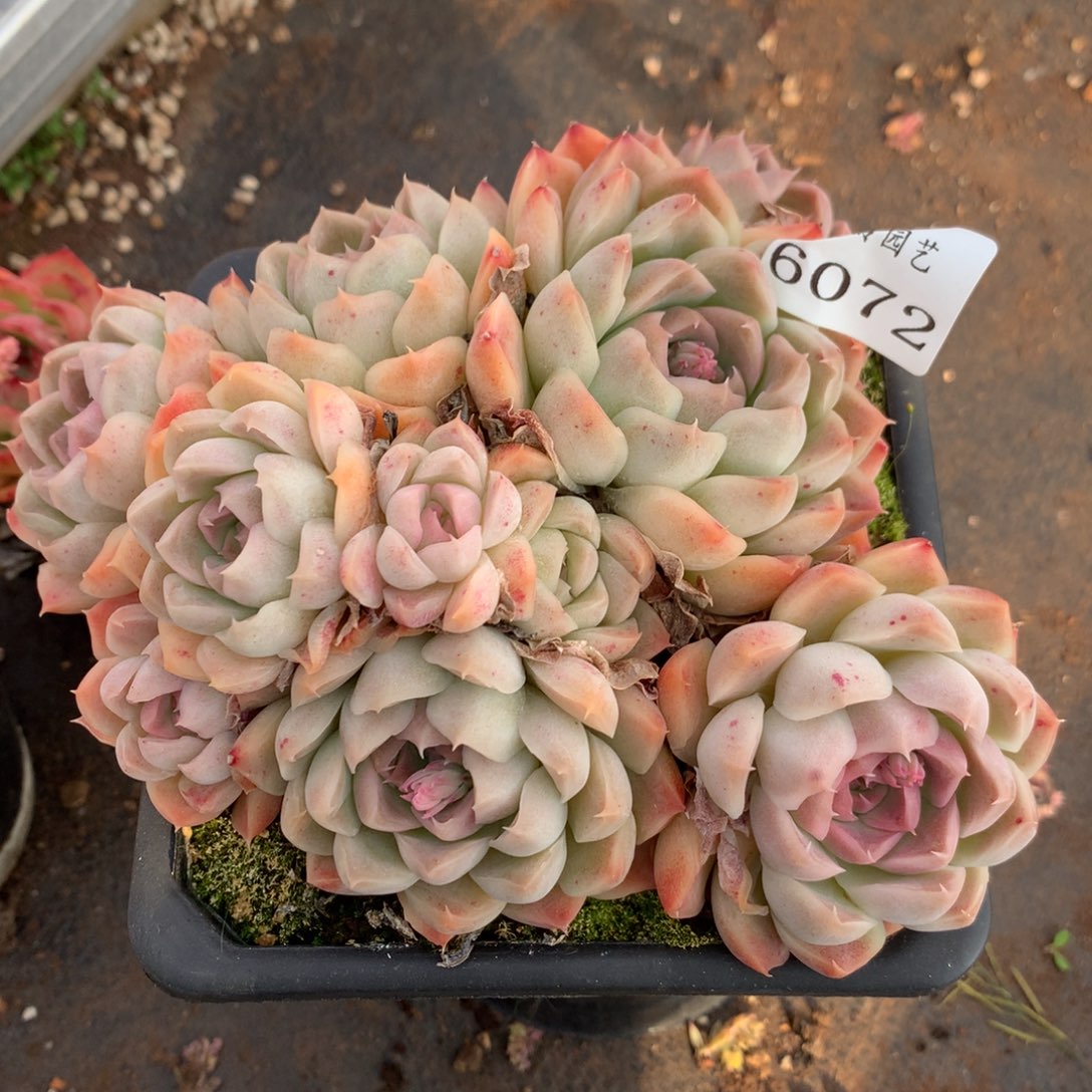 6072杂交多肉植物