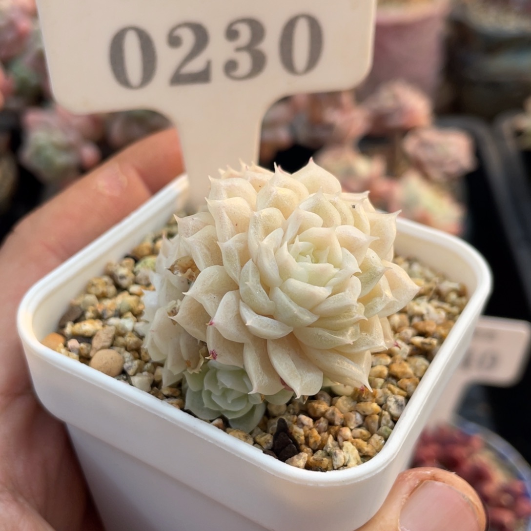 0230麦秆不带盆5厘米