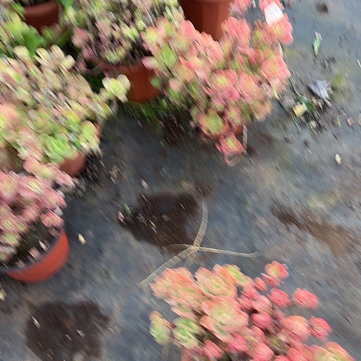 紫***英三颗小桃霜多肉植物一物一拍