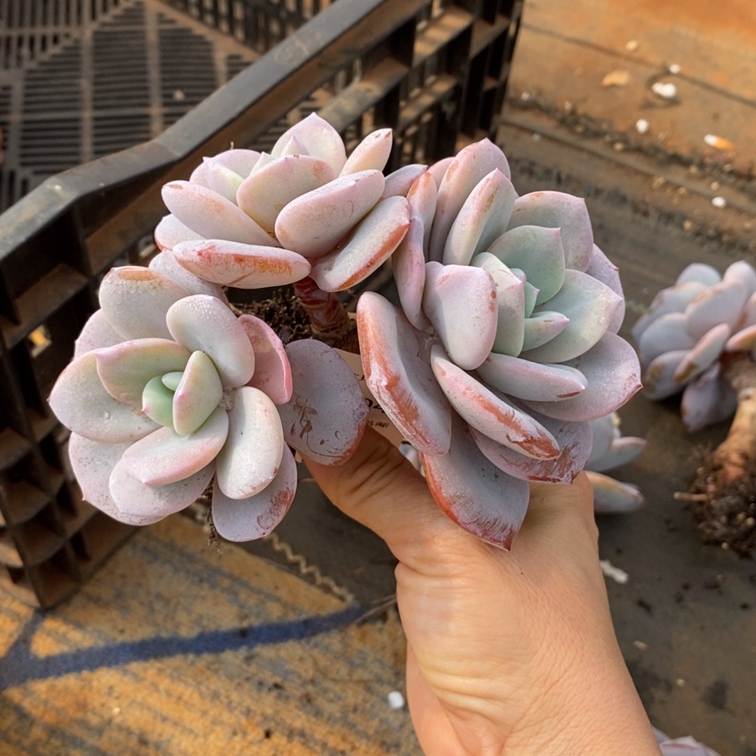 奶茶群生多肉多肉046