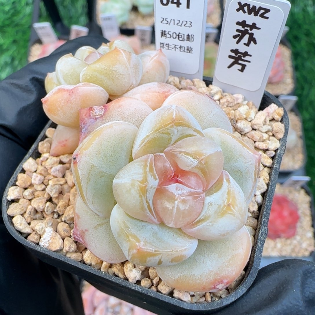 041 苏芳    5厘米盆