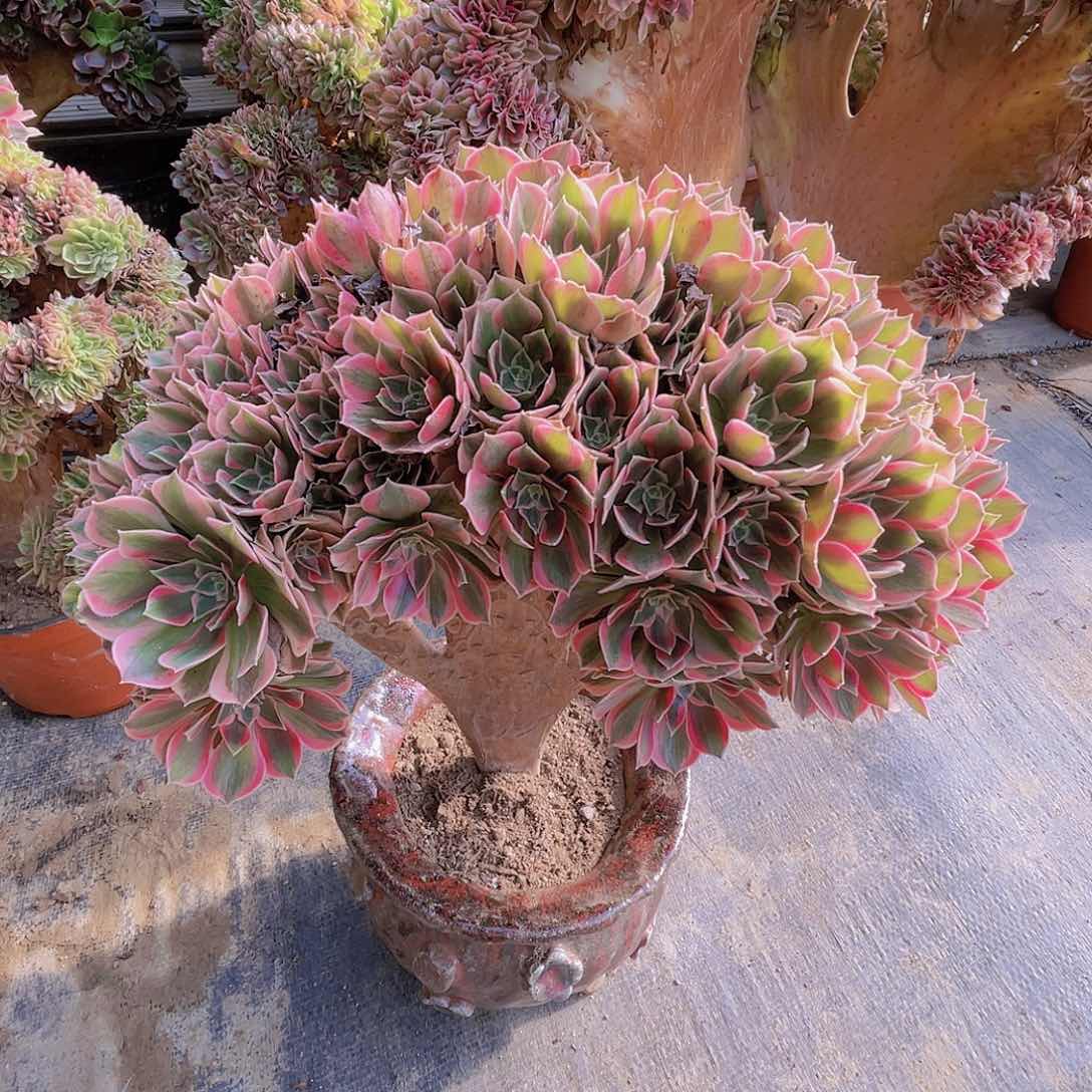 【闪购商品】无花朵女神