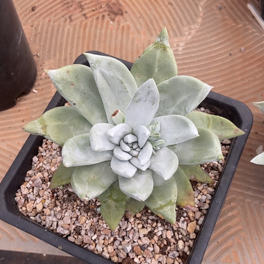 帕翠莎多肉植物啦啦啦