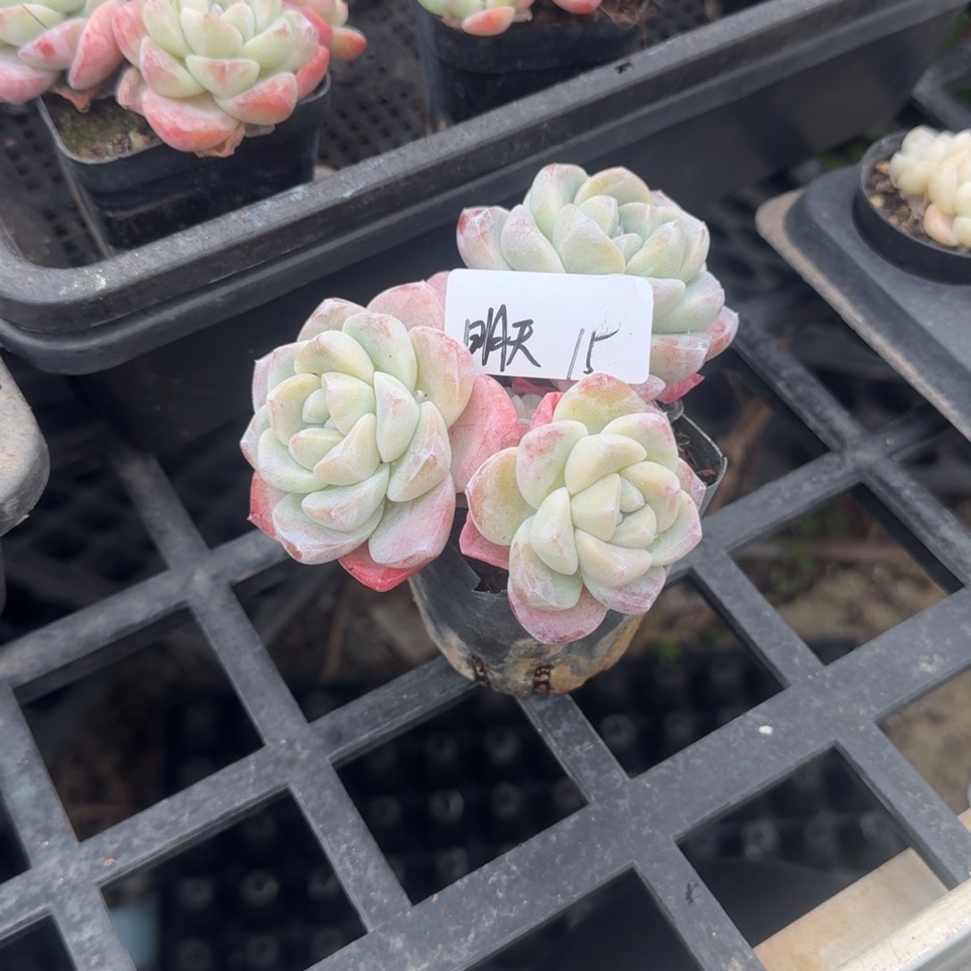 明天冰玉3头15啦啦啦