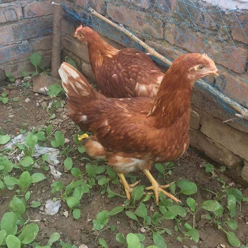 （宠物鸡）两月龄 海兰褐产蛋王鸡 包邮到家 