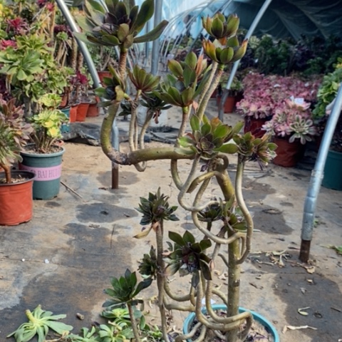 灰法多肉植物008