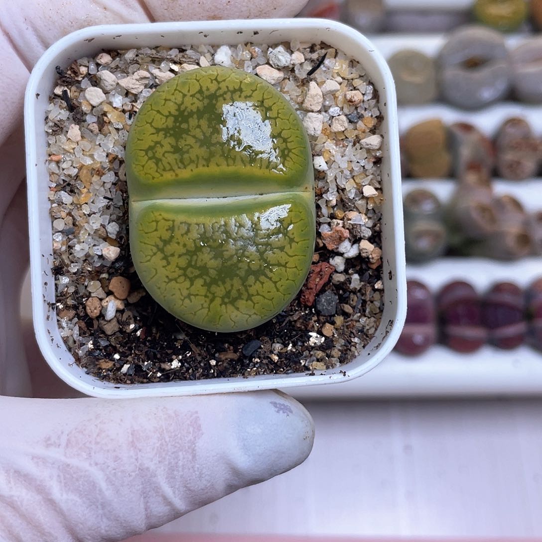 507 黄日轮 尺寸3.7…………