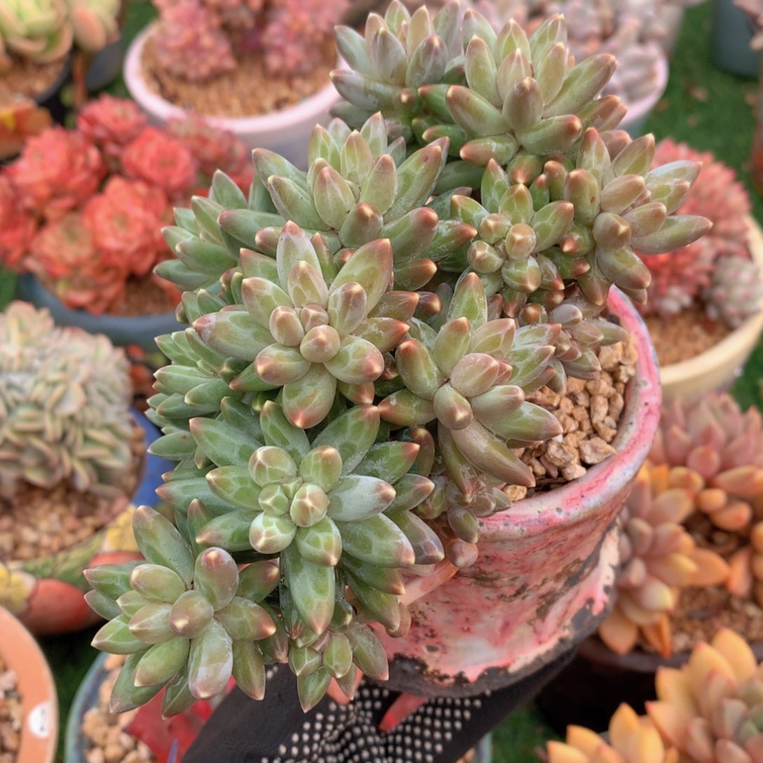 桃夭美人12 公分一物一拍