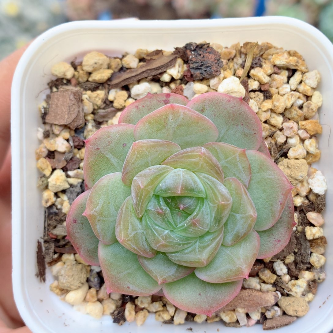 58包邮  群生不包整17