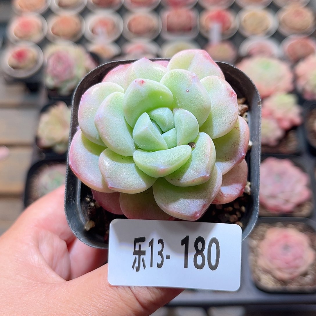 乐13-180 冰玉单头