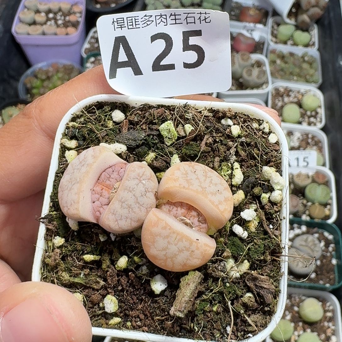 25多肉植物多肉植物