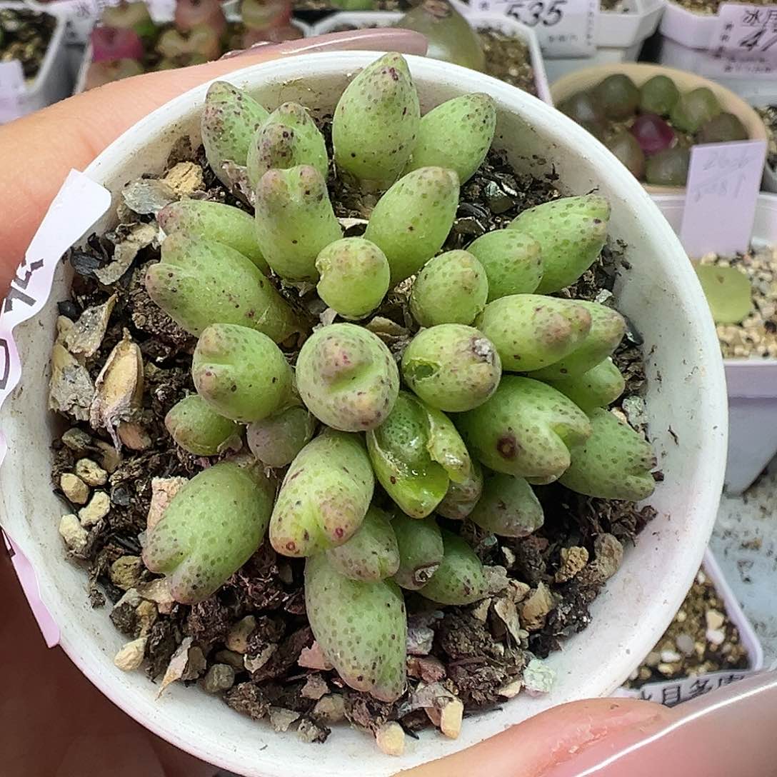 506草莓斑马带盆土发货