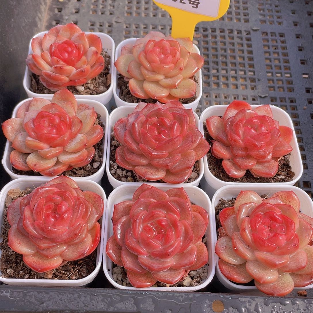 492号 珍妮琥珀单头2个