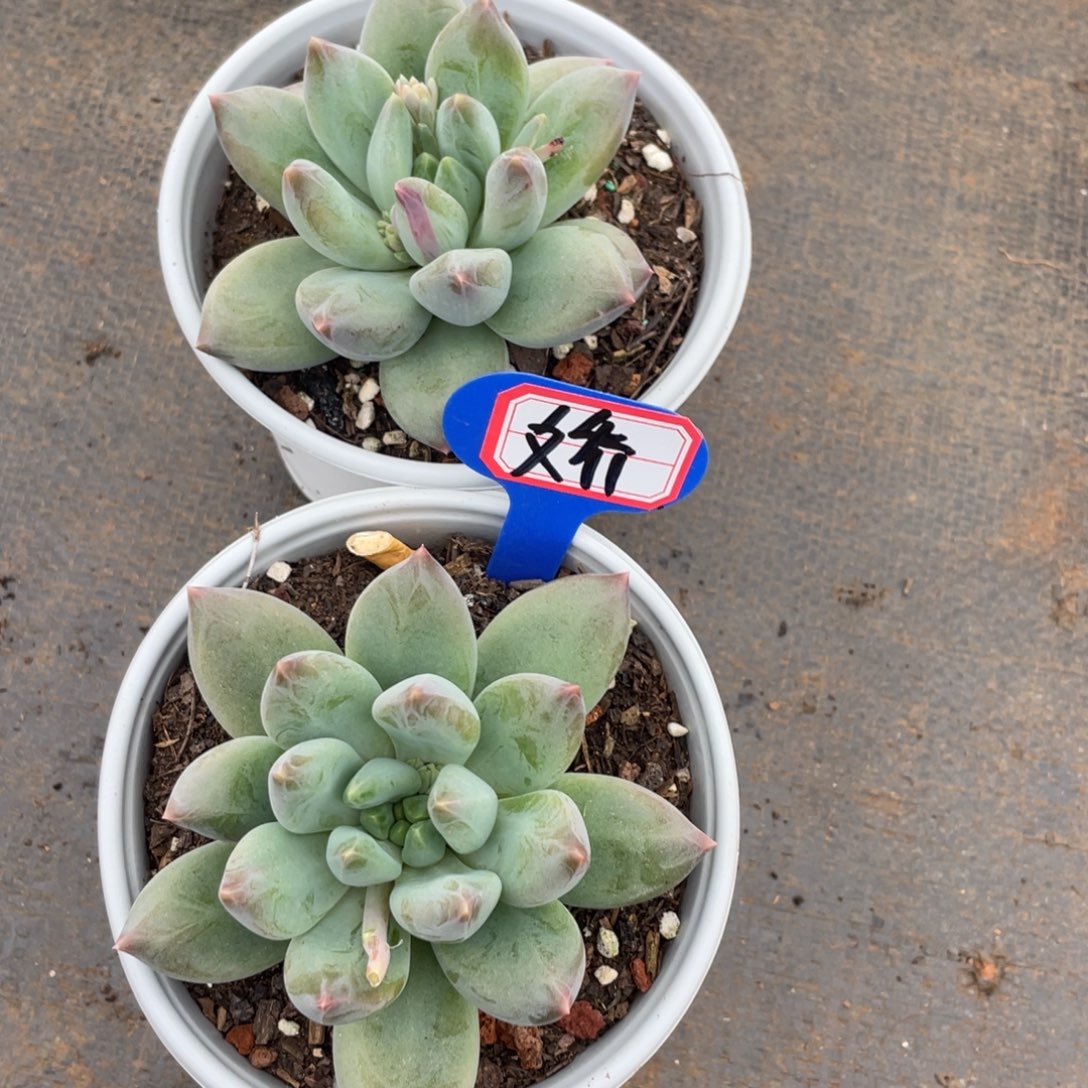 娇姐姐说她真的有男朋友没