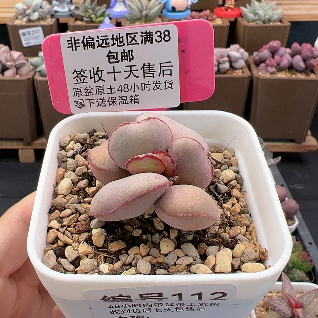 112白肌红蛋多肉