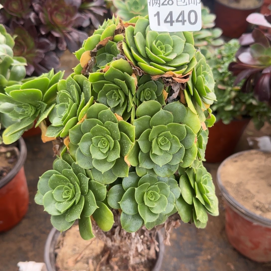 绿羊绒多肉1440满28包邮断枝不包