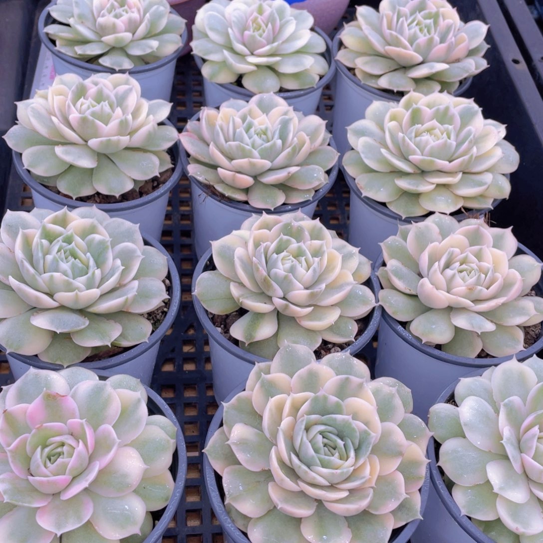 量拍55号 昂斯诺锦大单头一个