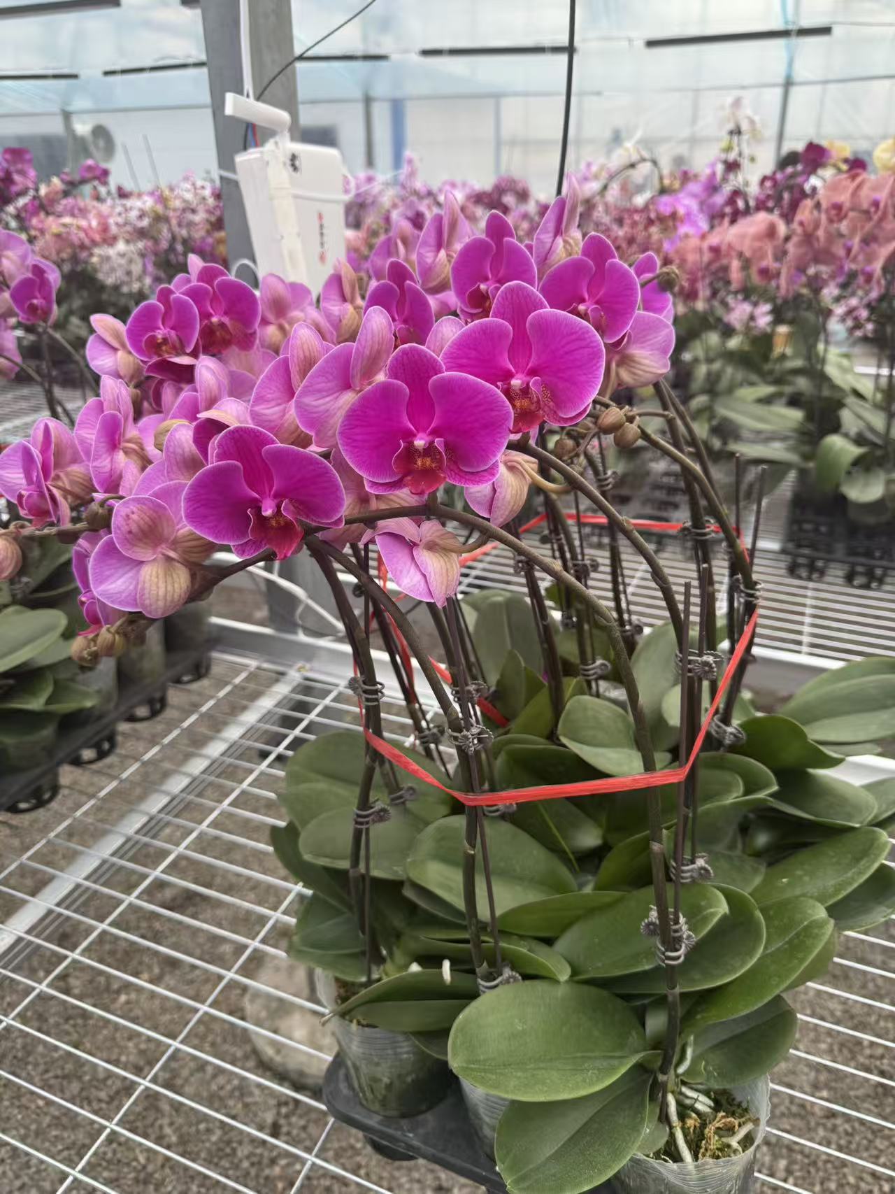兰屿 LYSLAND【晶钻3.0寸】蝴蝶兰鲜花盆栽