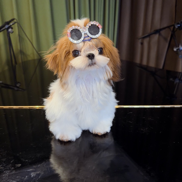 精品黄白花超小体西施犬边牧西高地弟弟活体狗狗米格鲁猎兔犬