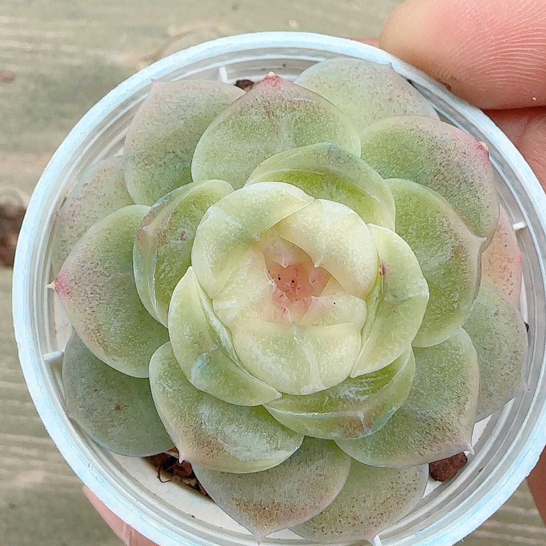 1220-3（流光）优选