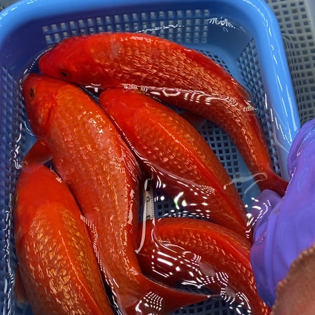 锦鲤冷水锦鲤包邮