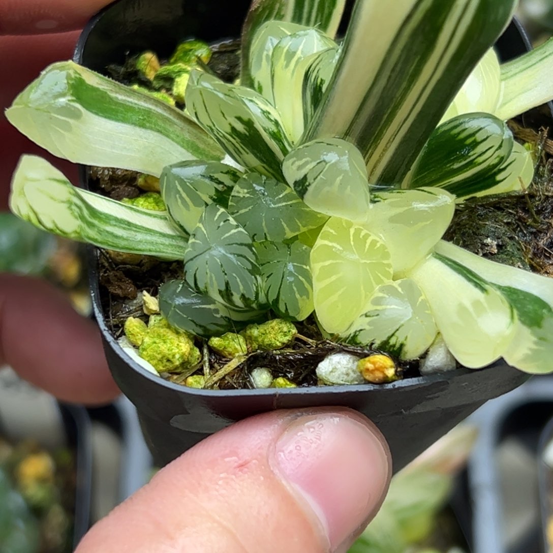 99残雪玉露锦一物一拍