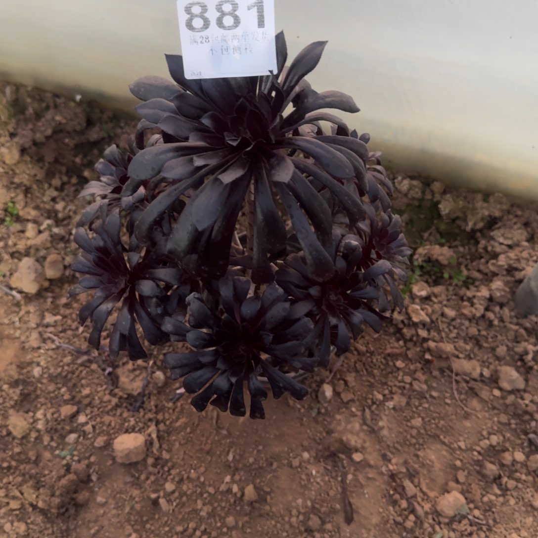 佳****）881号法师清棚不包损