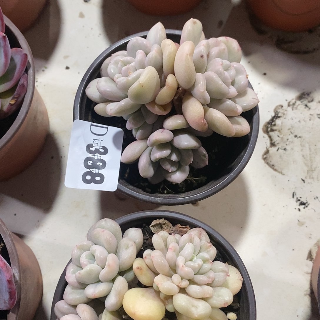 o**星388比尔盖茨多肉植物