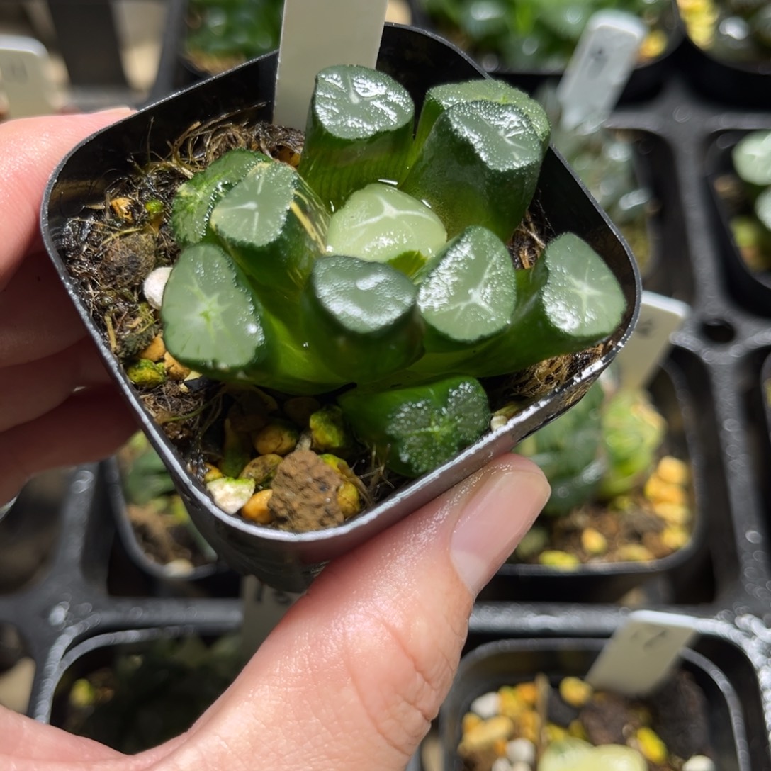 12舞龙万象锦一物一拍