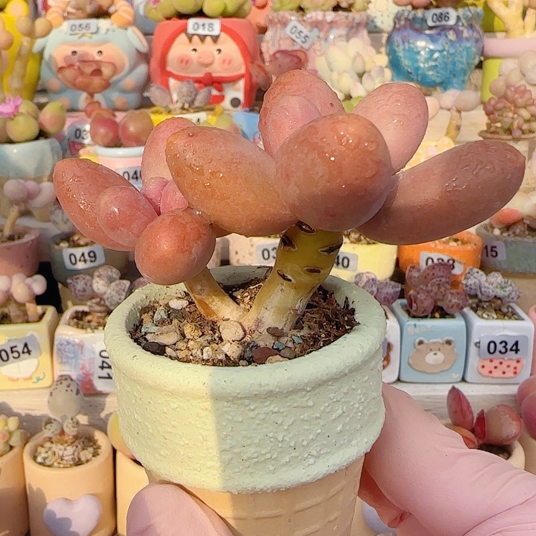 L双头芒果奶 盆口4cm