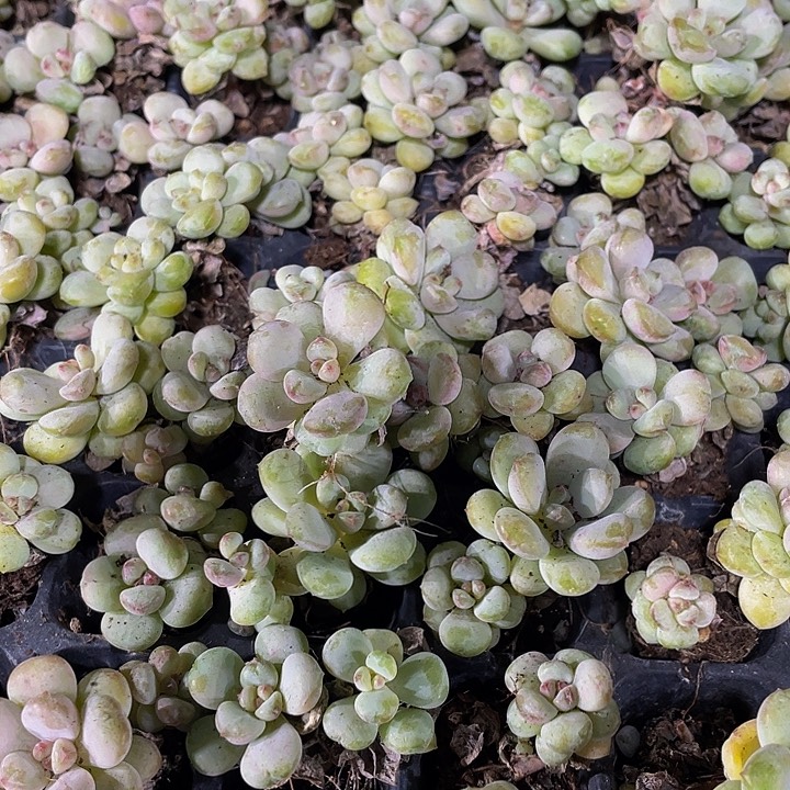 小阳光玫瑰1元带土发货