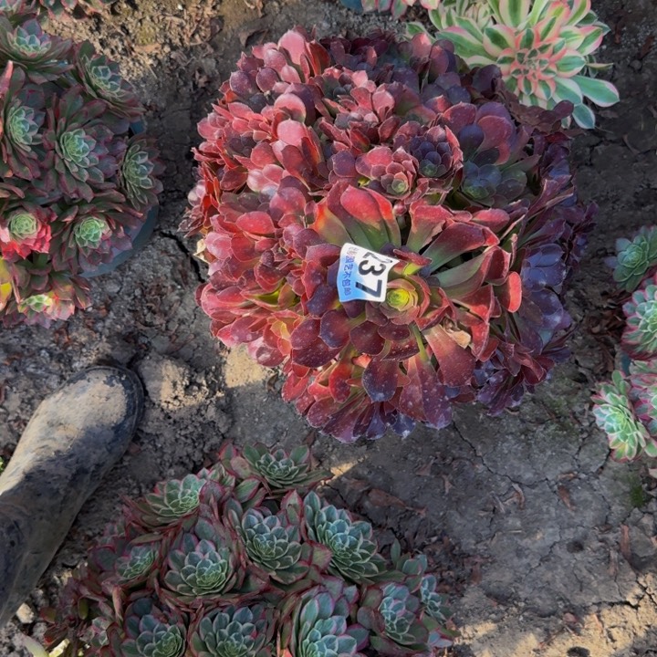 荷兰玫瑰花27-39包邮花花