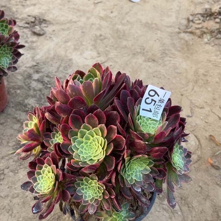 无花朵651朝霞绣球东