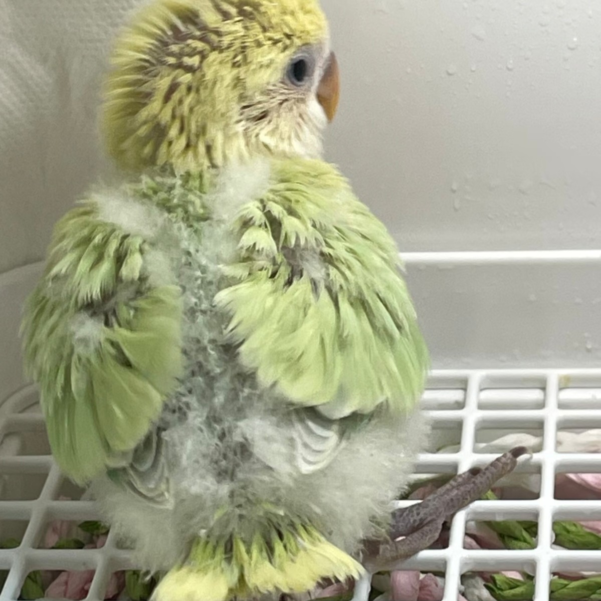 手养面类牡丹鹦鹉亲人粘人桃类牡丹