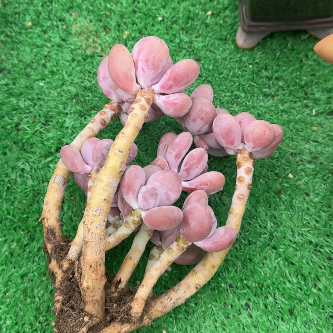 蛋黄奶老桩 10头老桩一物一拍