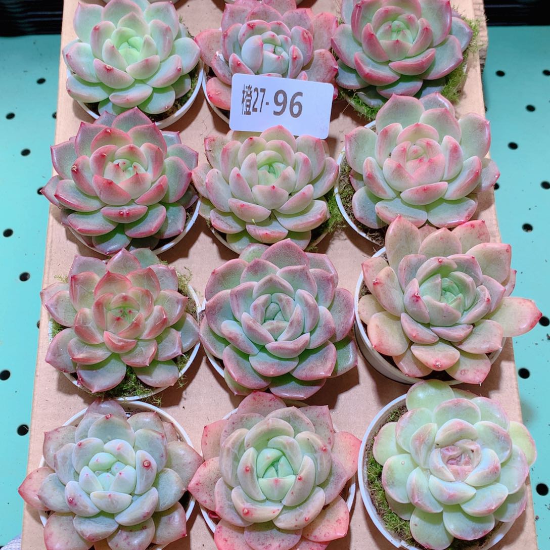 27-96一物一拍多肉带盆18颗