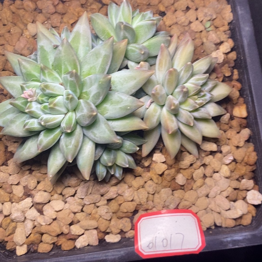 A**牛一物一拍，多肉植物