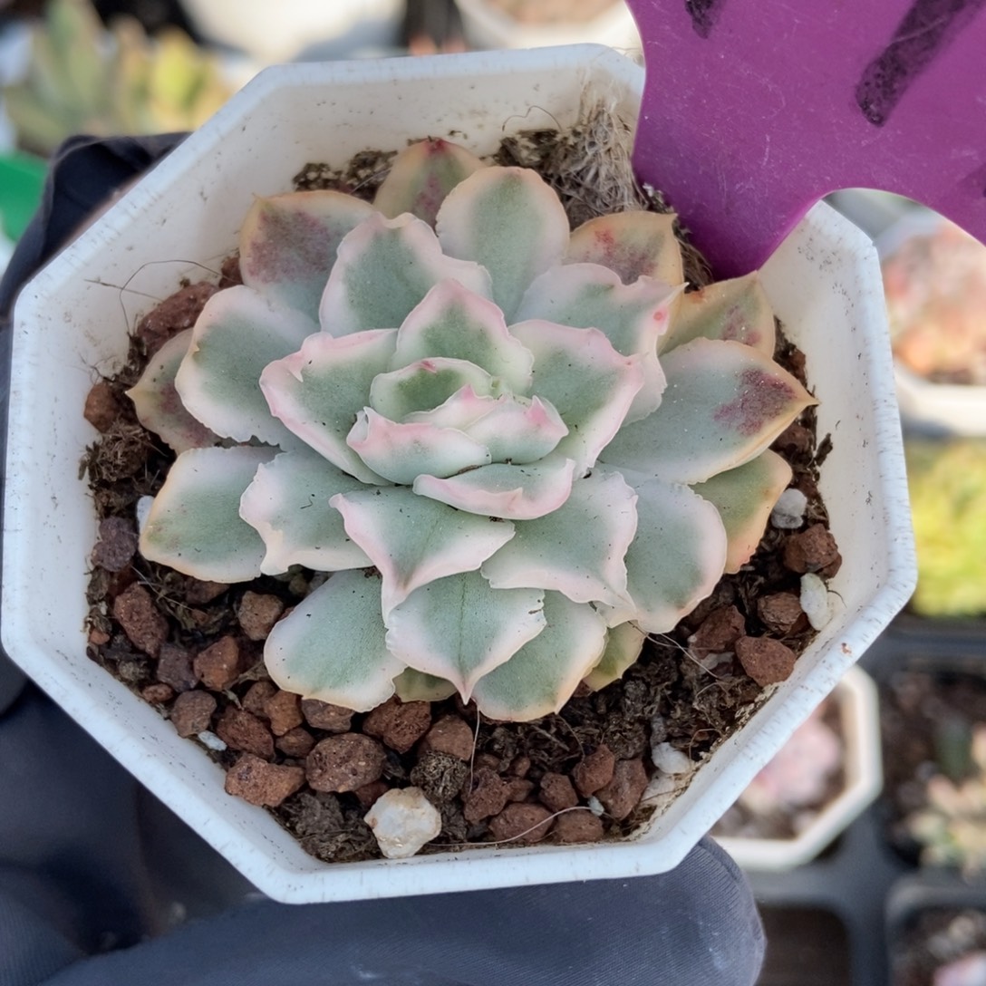 1977紫蝴蝶锦多肉