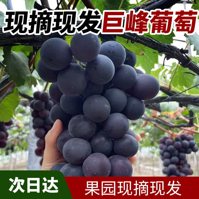 巨峰葡萄葡萄同城送广西壮族自治区