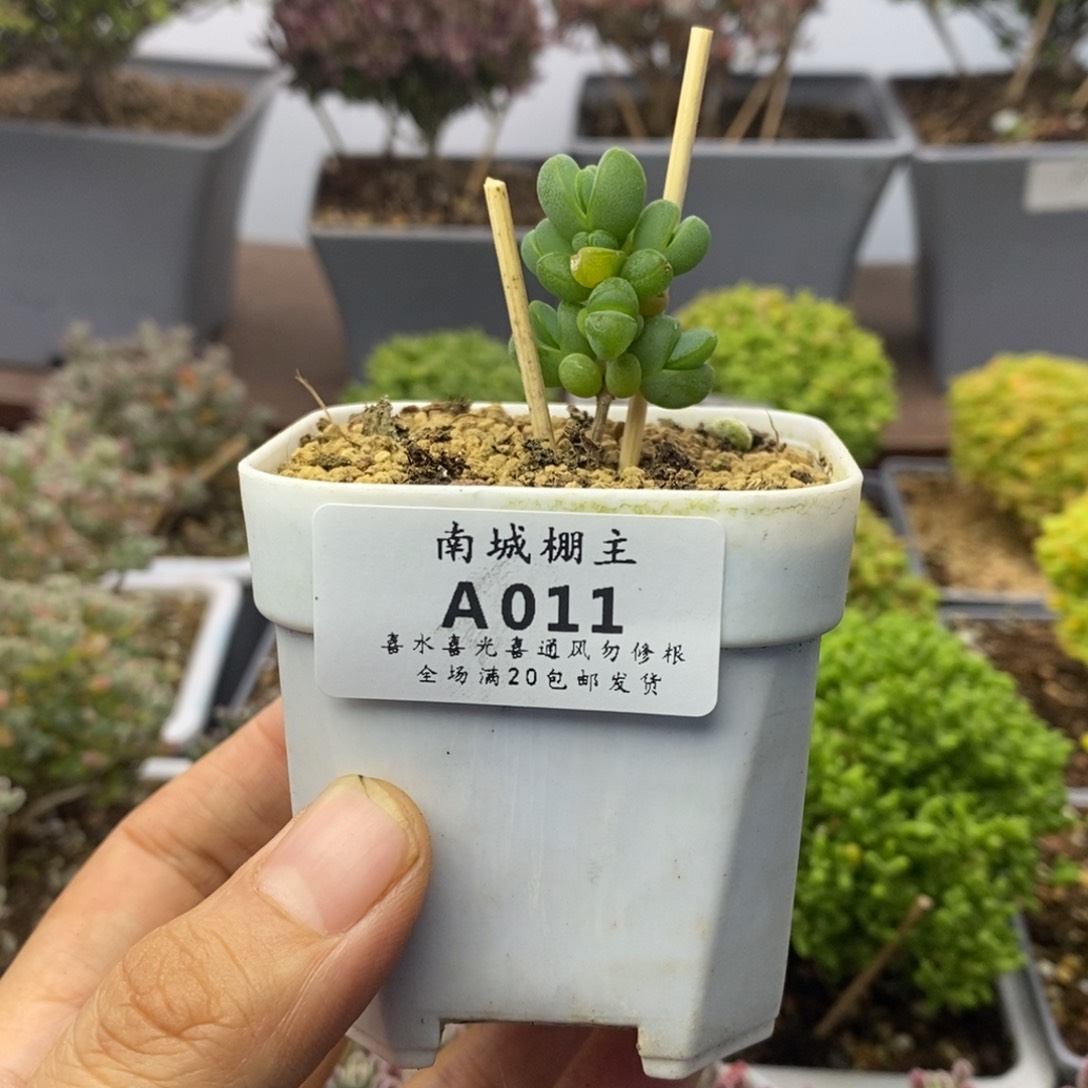 011元宝枝干番杏