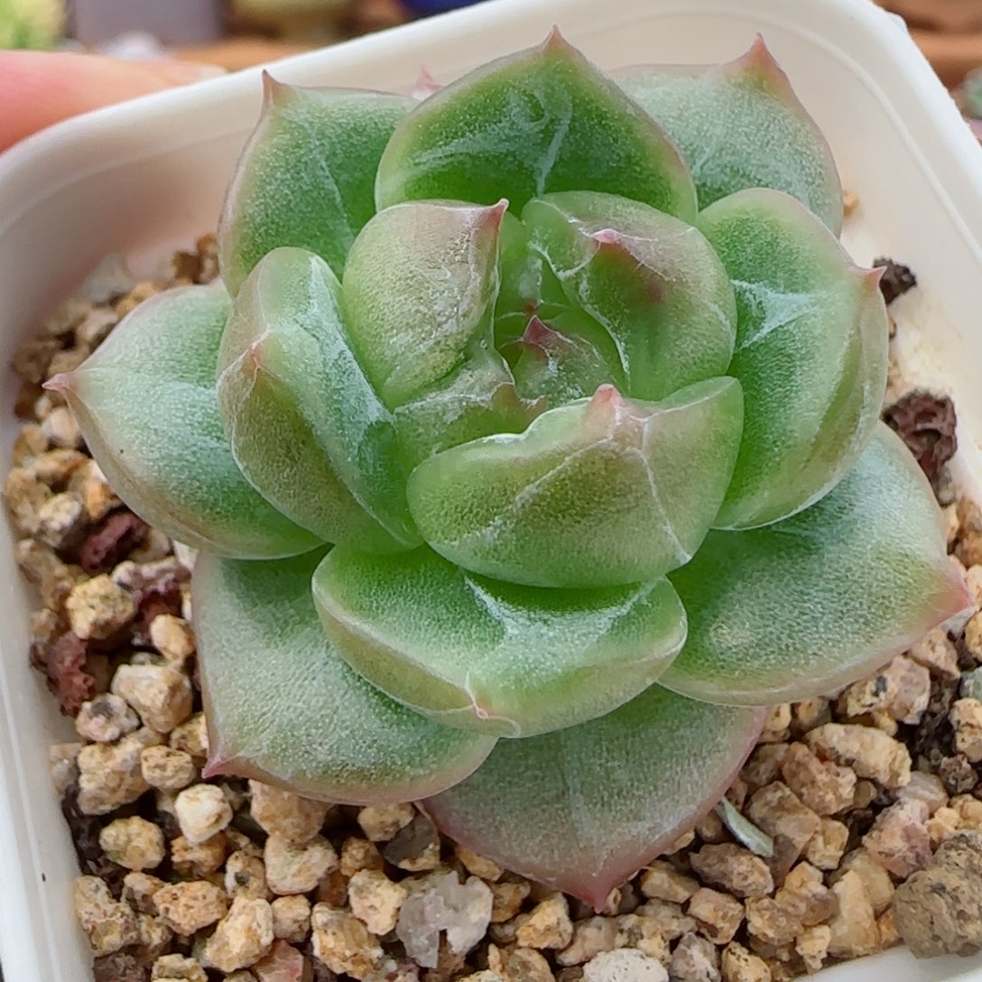 花语逸镜0908-162