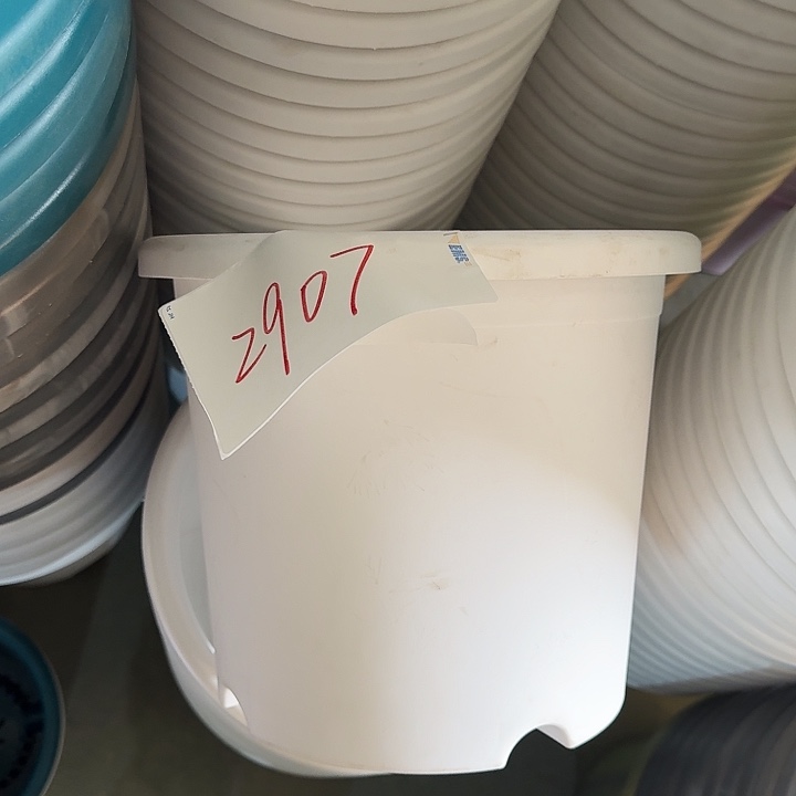 编号2907口29无托5个