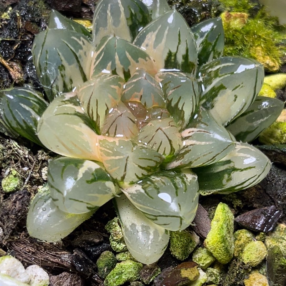 十二卷多肉植物2932霓虹灯