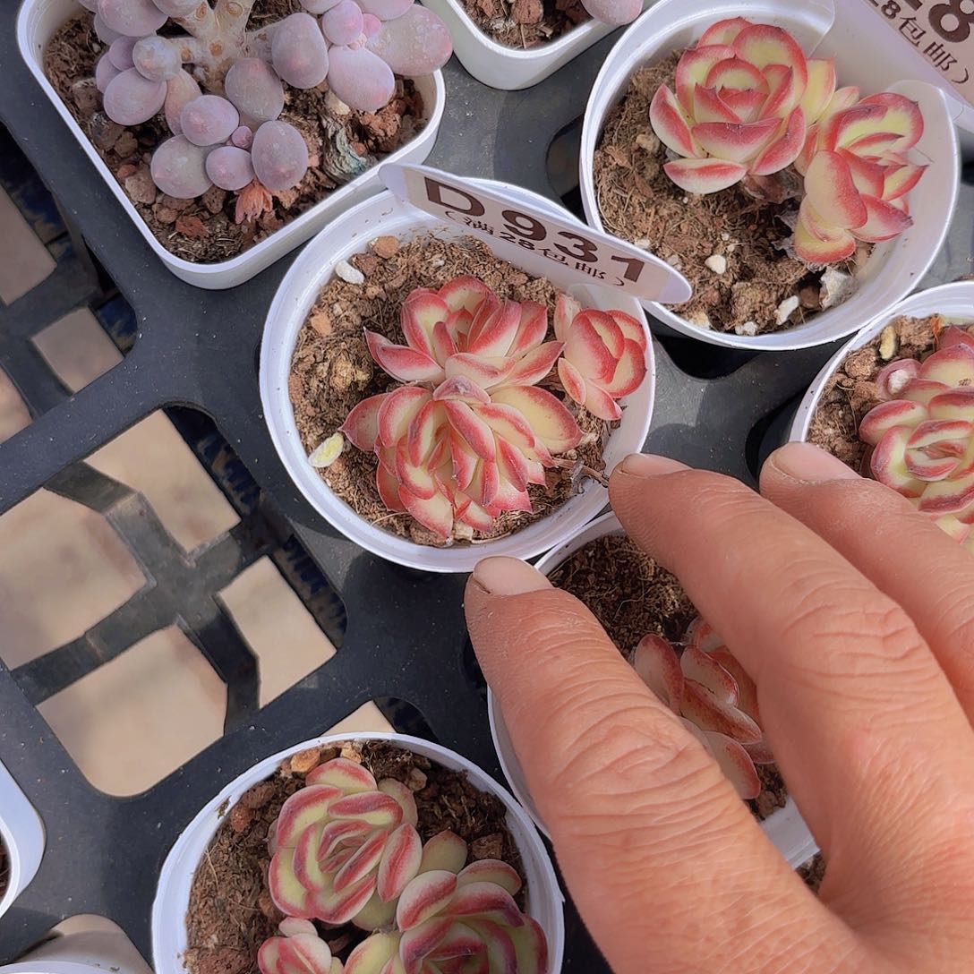 咩***?D931肉酱玫瑰一物一拍