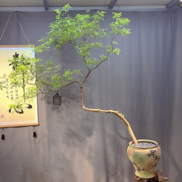 5号老桩海岛黄荆黄金流泉枫造型盆景形态飘逸优美禅意十足