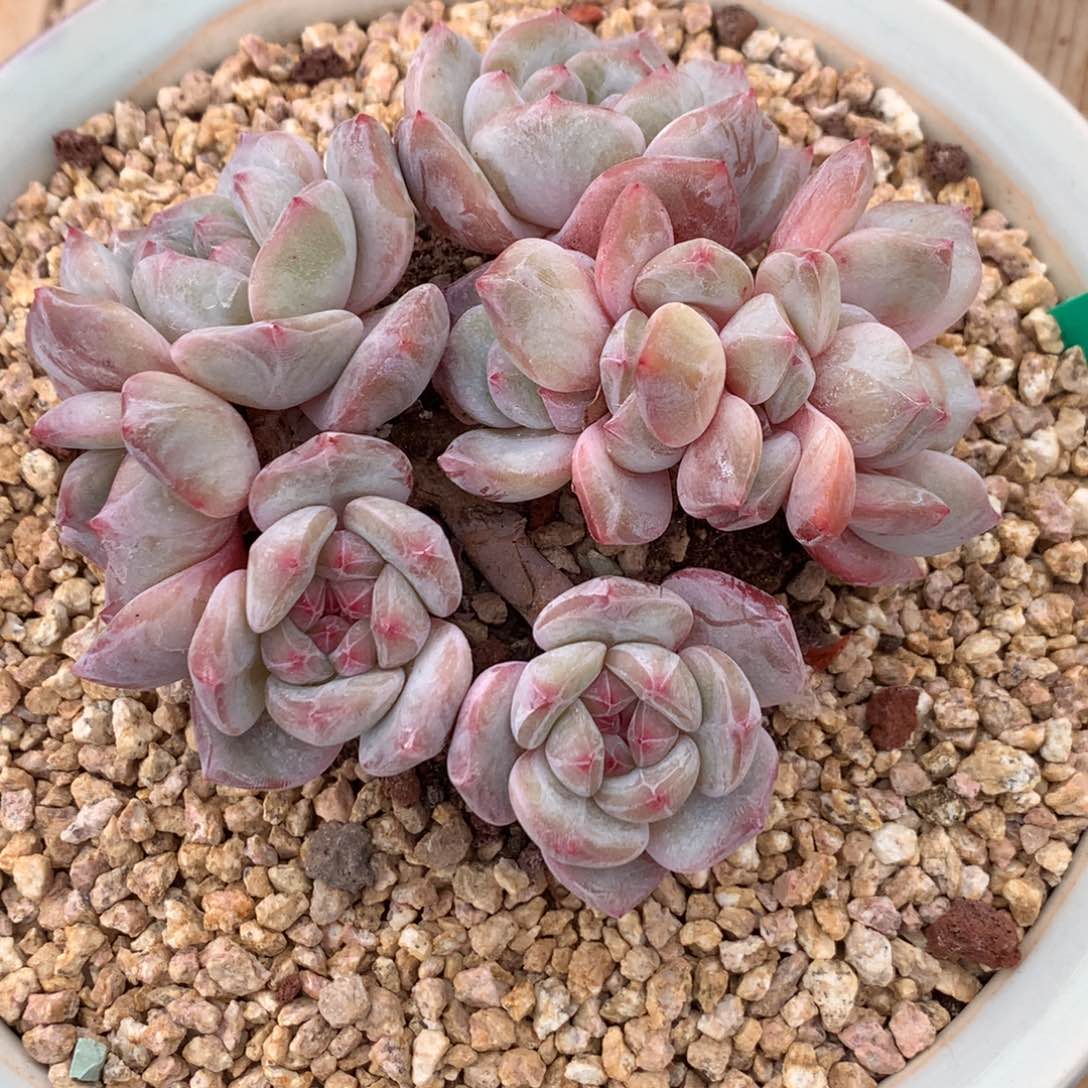 星影石榴籽小树 朵朵缀 10头 新年福利