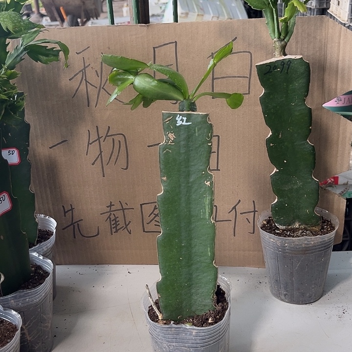 往***生当前无花朵，栽培后可花朵