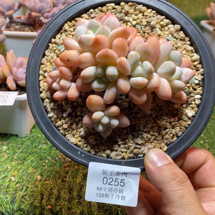 0255啊啊啊啊啊啊啊啊啊